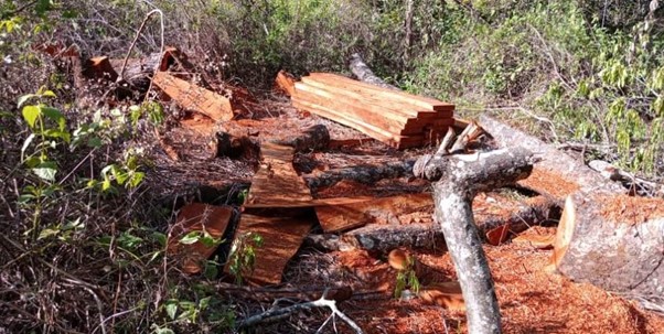 MP calls for climate laws