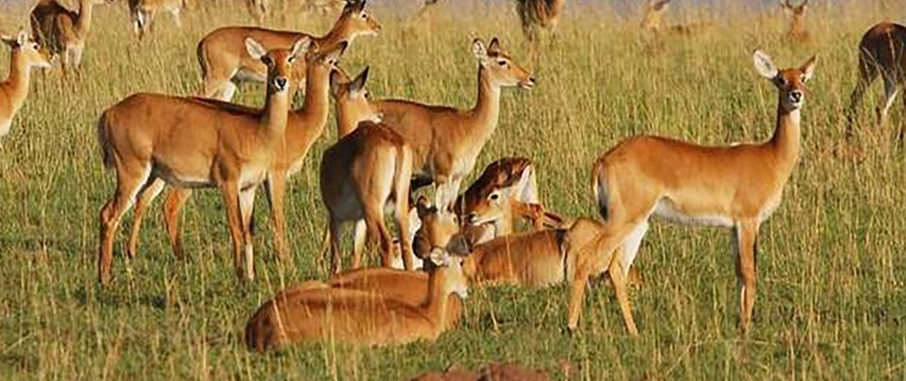 Wildlife authorities warn over illegal poaching of Wildlife in Jonglei