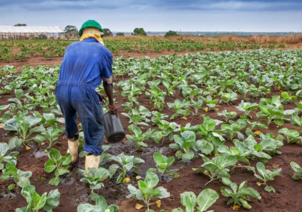 GPAA Moves to Secure Food Independence Through Strategic Farming