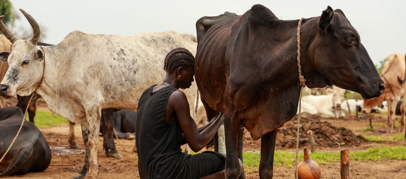 Cattle Tax Clash: South Sudan Leaders’ Personal Herds Could Block New Proposed Revenue Law