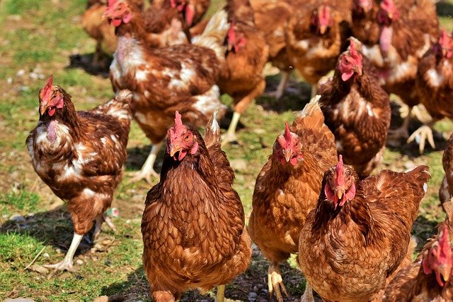 A refugee cries for justice after her poultry farm raid in Adjumani