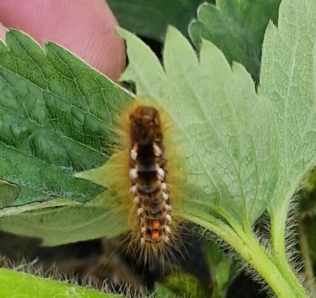 Caterpillar outbreak sparks concerns over crops destruction in NBGs