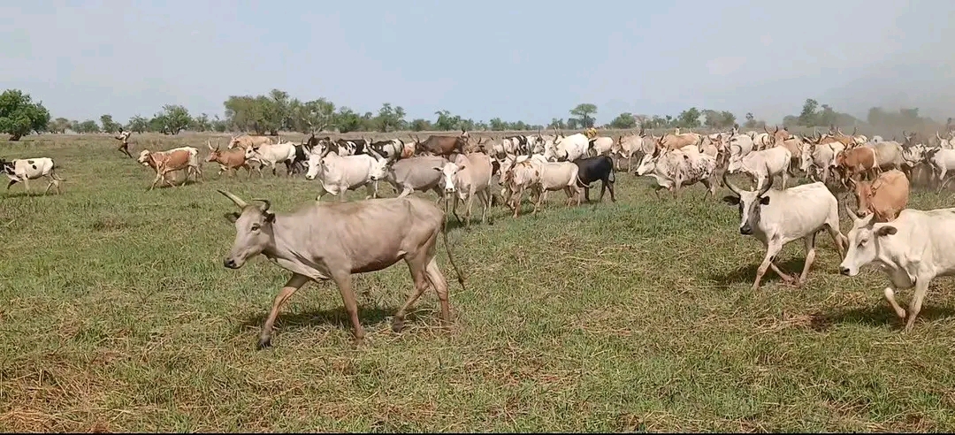 Raiders steal 40 cattle in Turalei