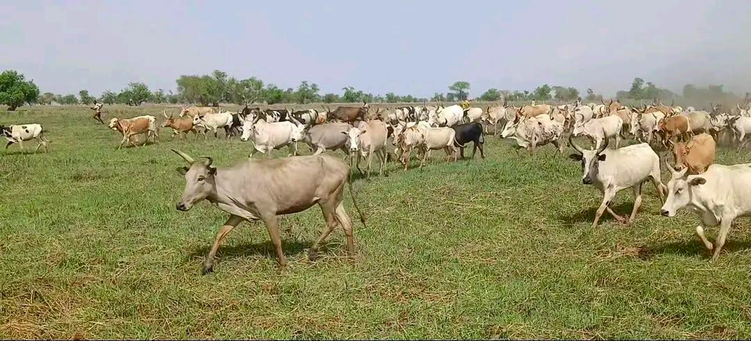 One killed, 20 herd of cattle raided in Warrap state